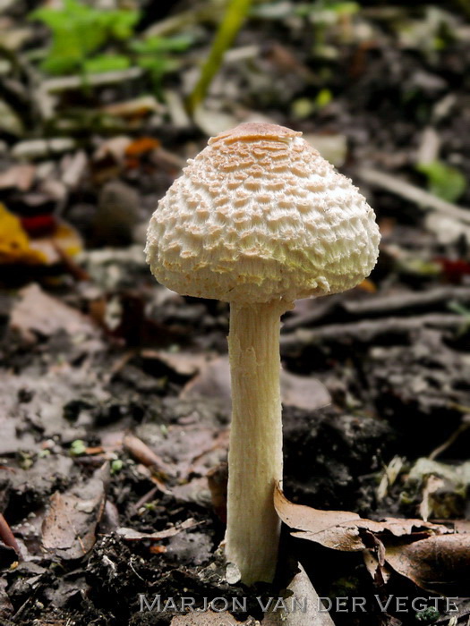 Stinkparasolzwam - Lepiota cristata